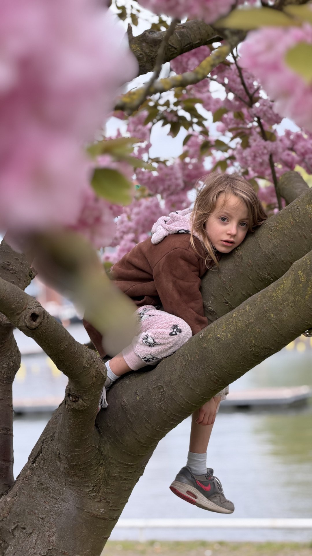 A young child is captured resting comfortably amidst the vibrant pink blossoms of a cherry tree at Kade West, Marineterrein, Amsterdam